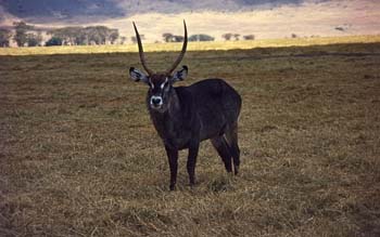 wasserbock